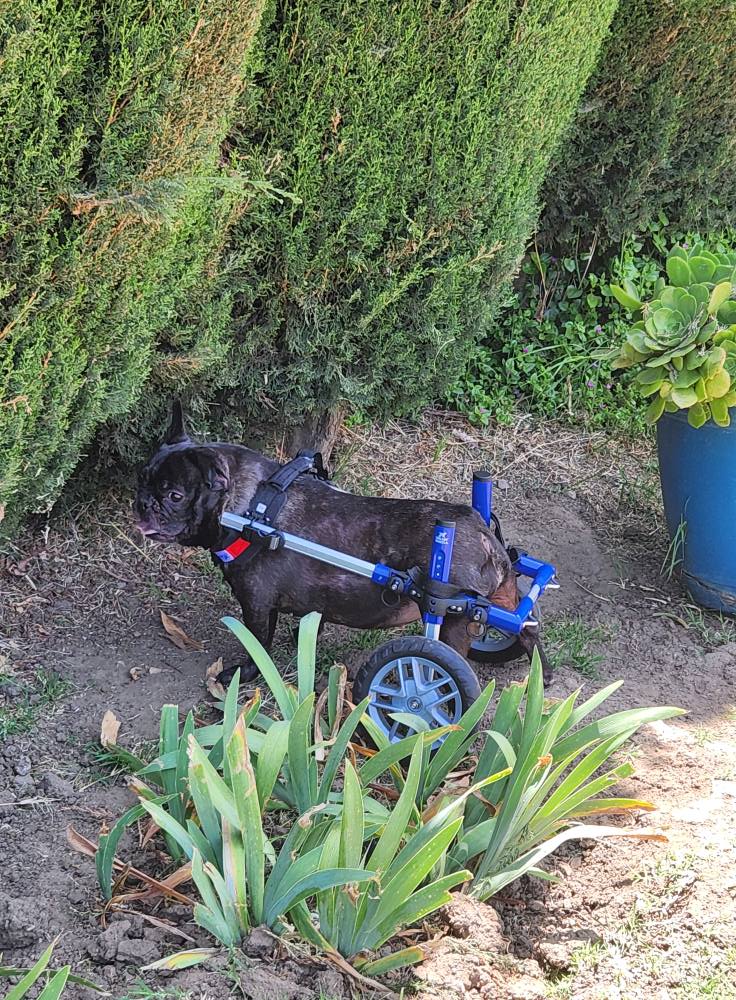 Dog in a blue wheelchair outdoors near green plants and bushes.