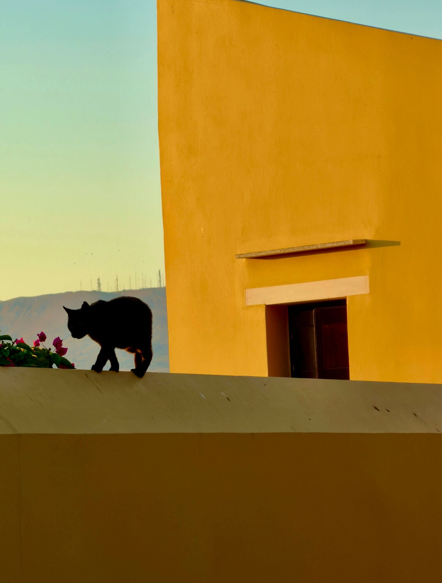 Silhouette of a dog walking on a ledge against a colorful building with a yellow wall and blue sky.
