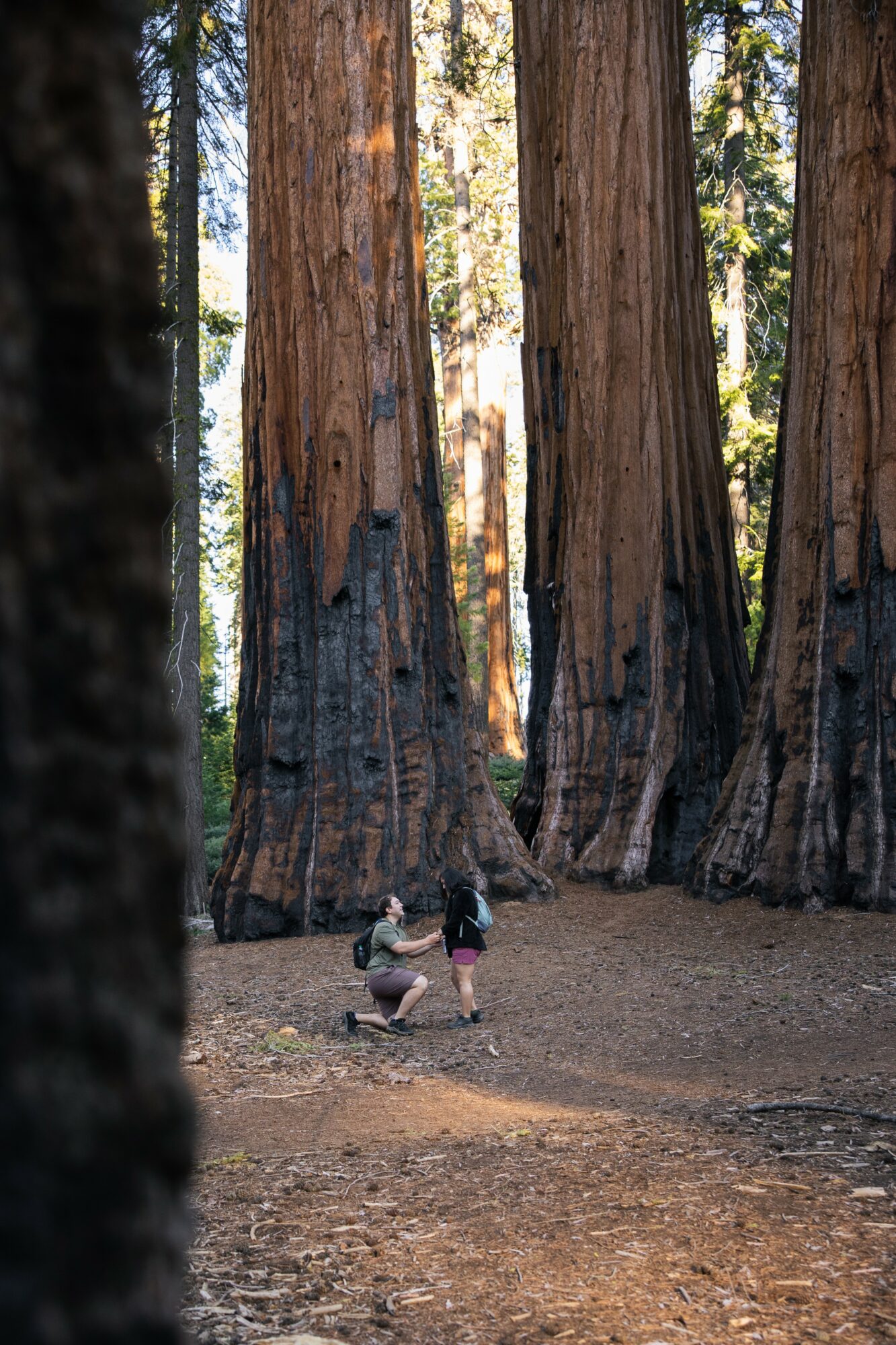 Two children with a dog in a forest with tall trees and sunlight filtering through the leaves.
