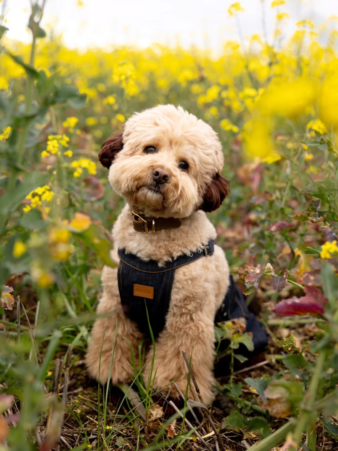 Small curly-haired dog sitting in a field of yellow flowers, wearing a harness, looking at the camera.