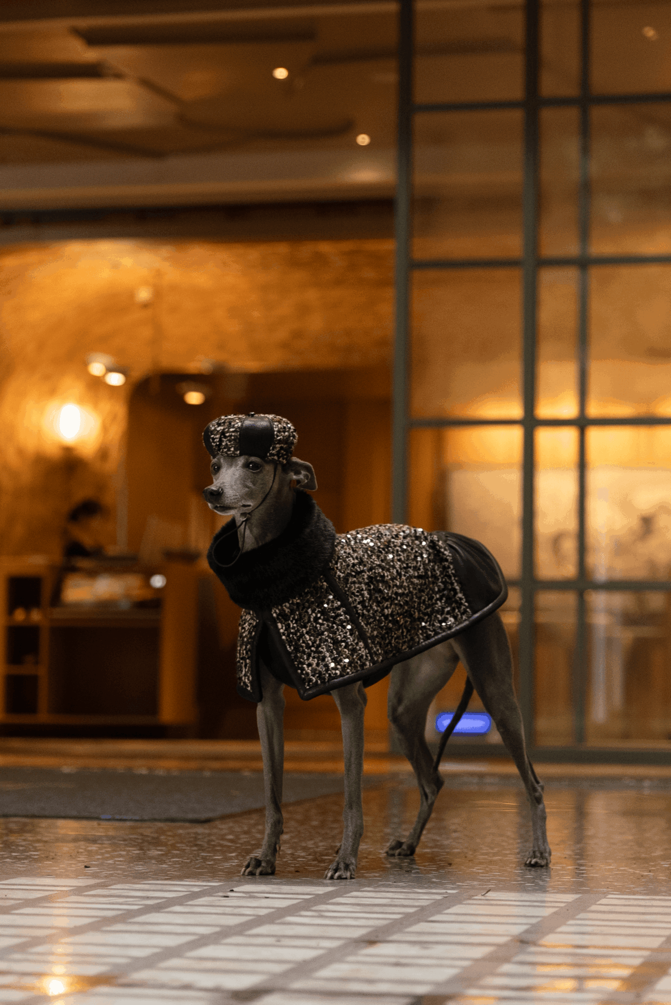 Small dog wearing a sparkly coat stands indoors on a patterned floor, with warm lighting and wooden decor in background.