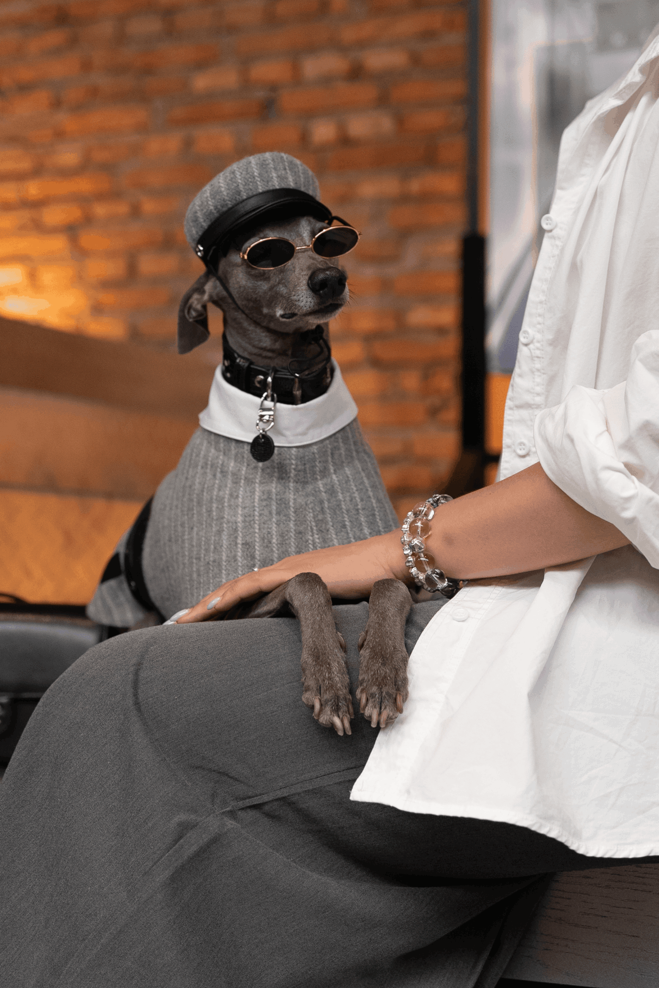 Dog dressed in gray sweater, wearing sunglasses, hat, and collar, sitting on a person's lap indoors with a brick wall background.
