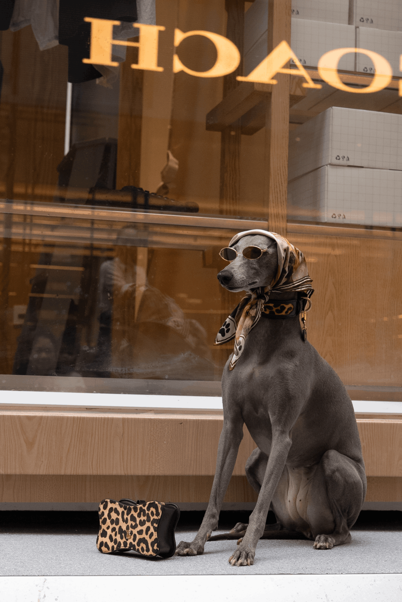 Dog sitting outside a store window with a leopard print bag nearby, reflected text visible in the glass.