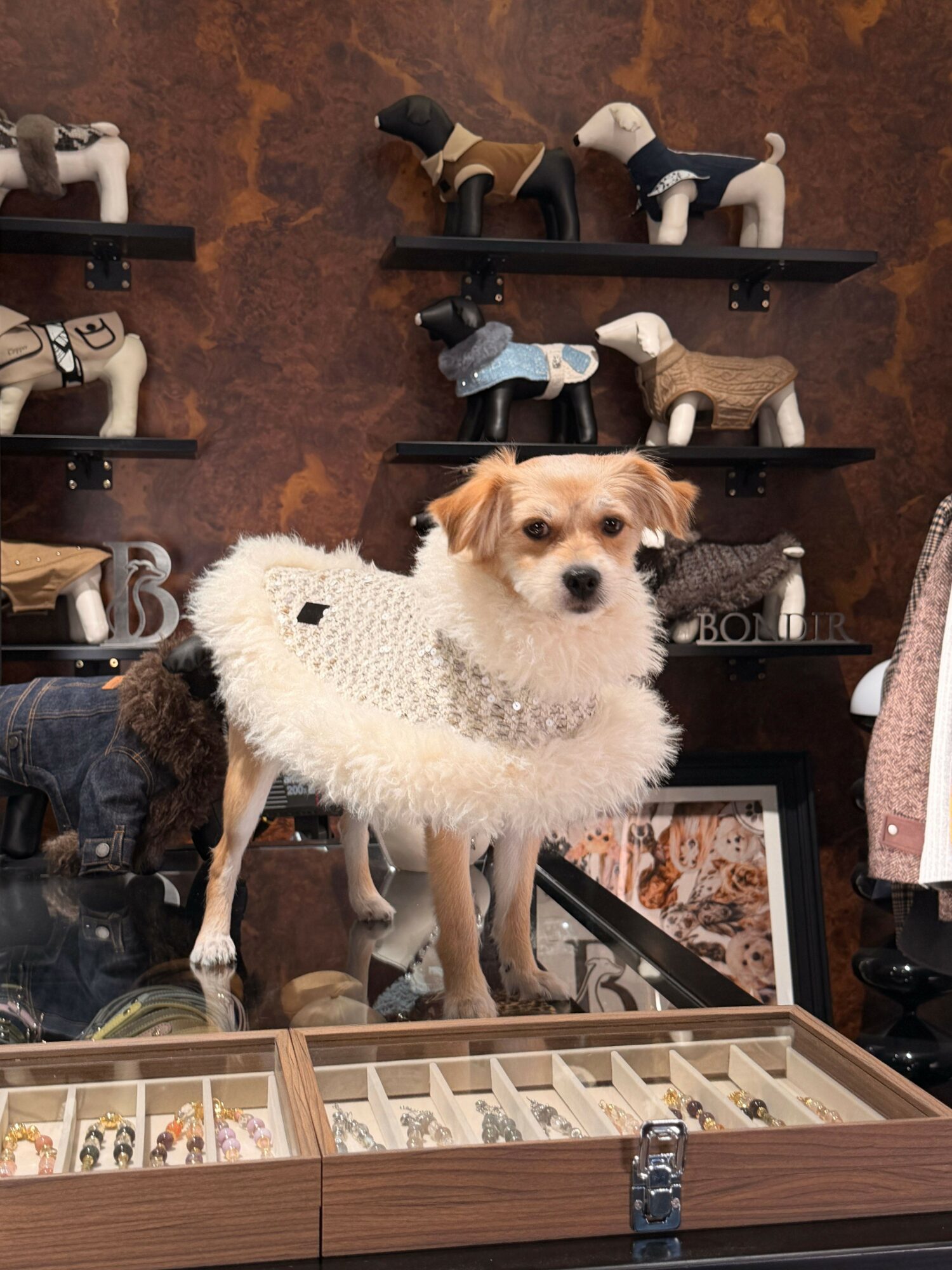 Dog wearing a white sweater standing inside a store, with shelves and shoes in the background.