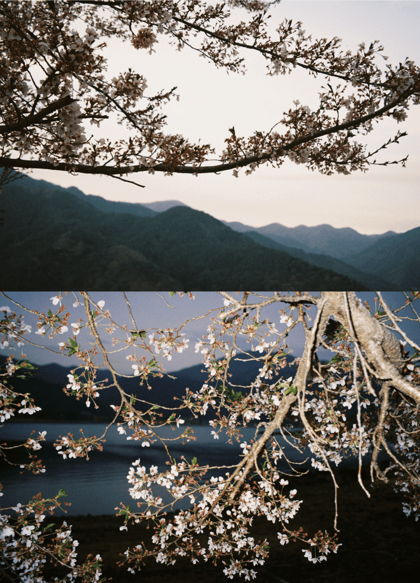 View of mountain ranges with a branch of blooming cherry blossoms in foreground, sky in background.