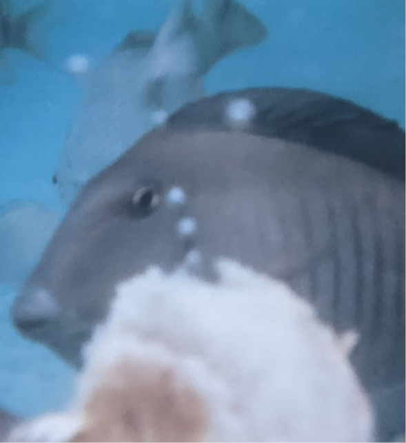 A close-up of a fish underwater with a blurred background, showing its head and part of its body.