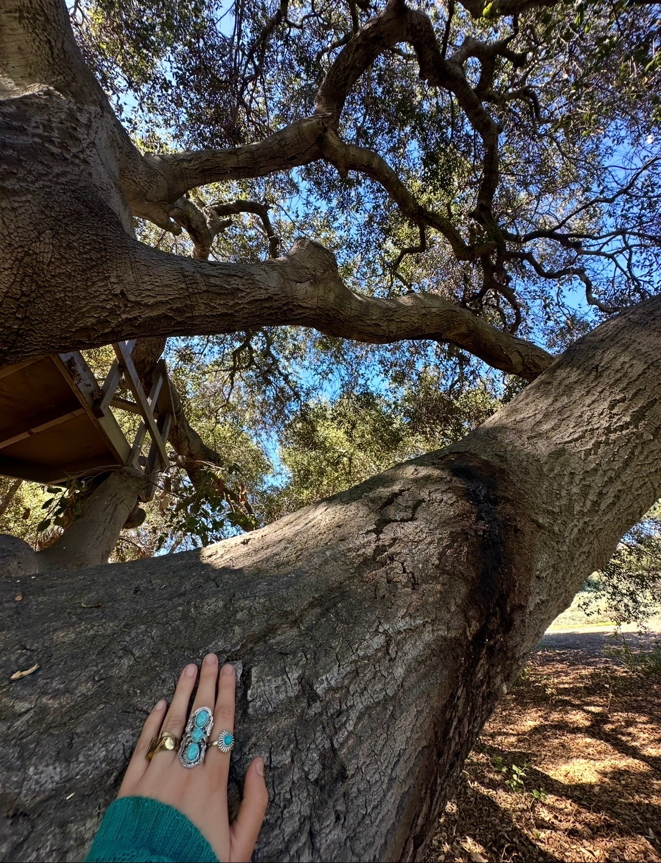 Close-up of a person's hand with rings resting on a large tree trunk outdoors, with branches and blue sky visible.