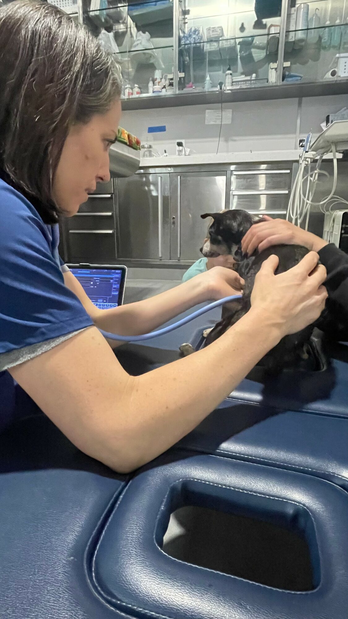 Veterinarian examines a small puppy on an examination table in a clinical setting.