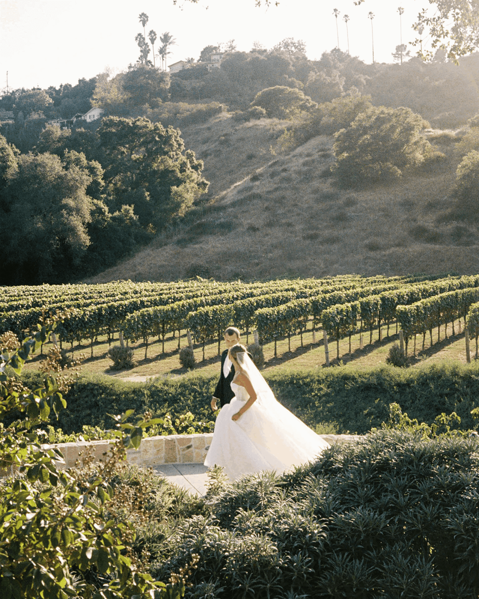 A person in a white dress and black vest stands outdoors near a vineyard with hills and trees in the background.