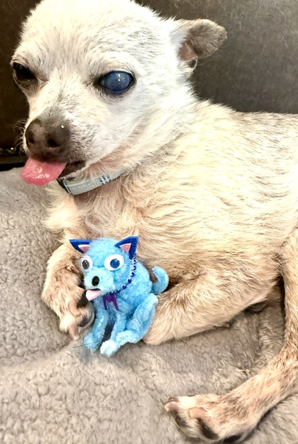 Small dog with one blue eye and tongue sticking out, holding a blue plush toy, lying on a gray surface.