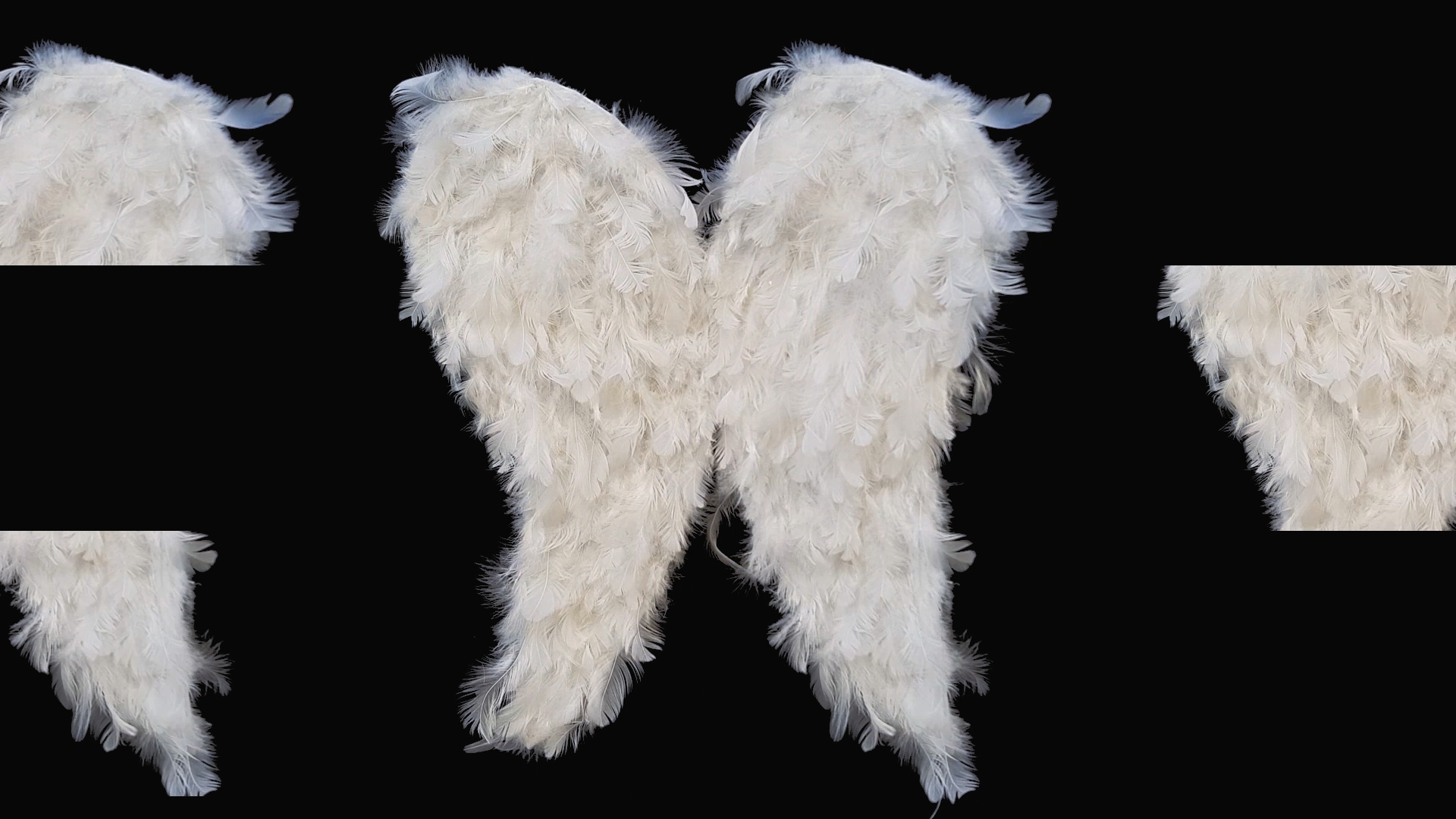 White fluffy wings with a black background, shown from different angles.