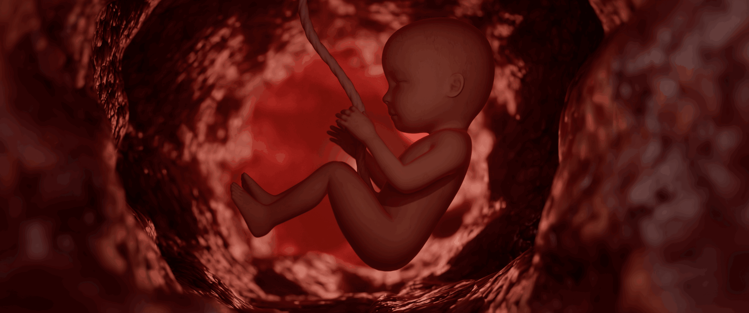 Fetus inside a womb with reddish tissue, curled with umbilical cord, in a medical or biological illustration.